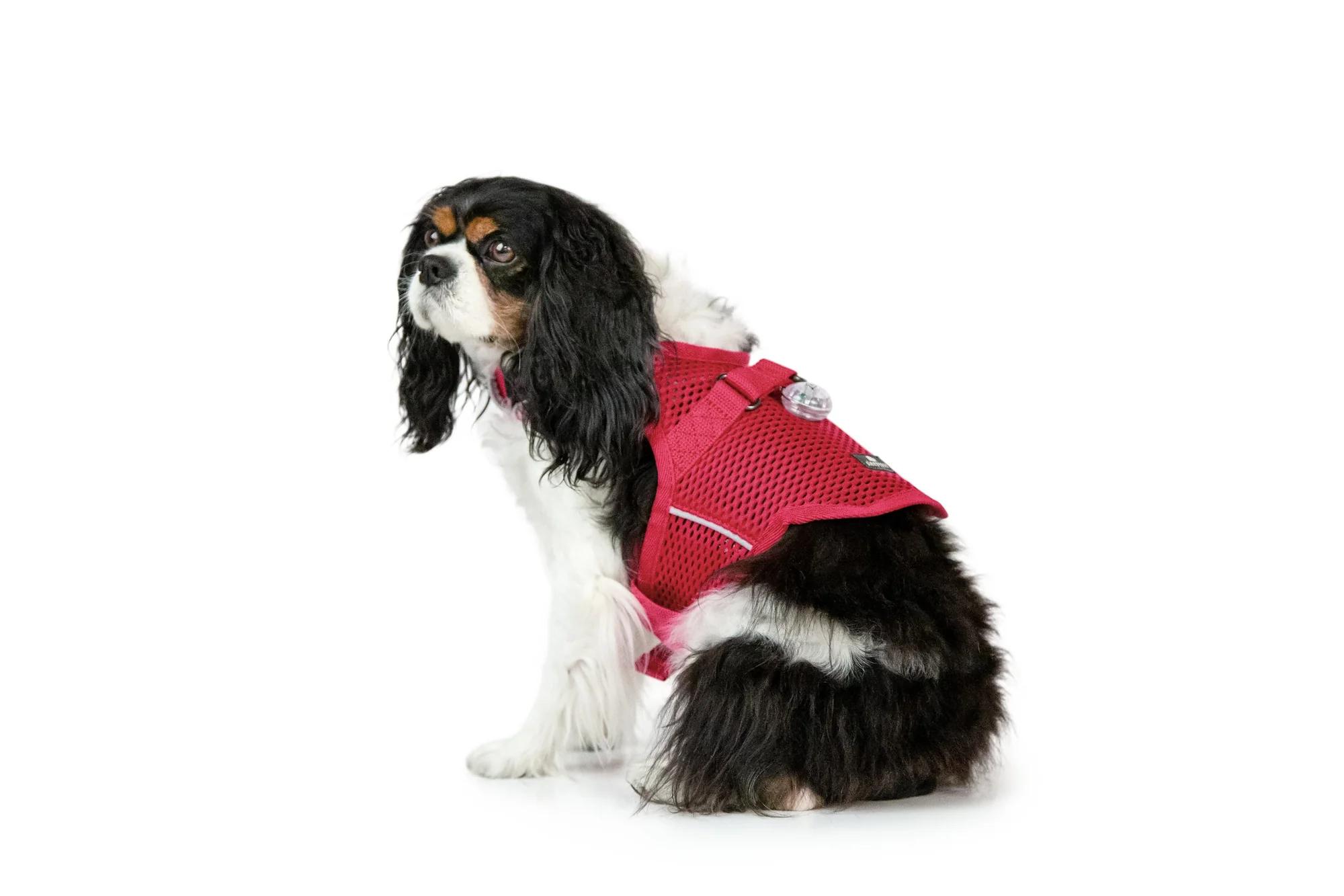 Sleepypod Martingale Calming Harness: Comfortable Anxiety Relief for Dogs - Image 10