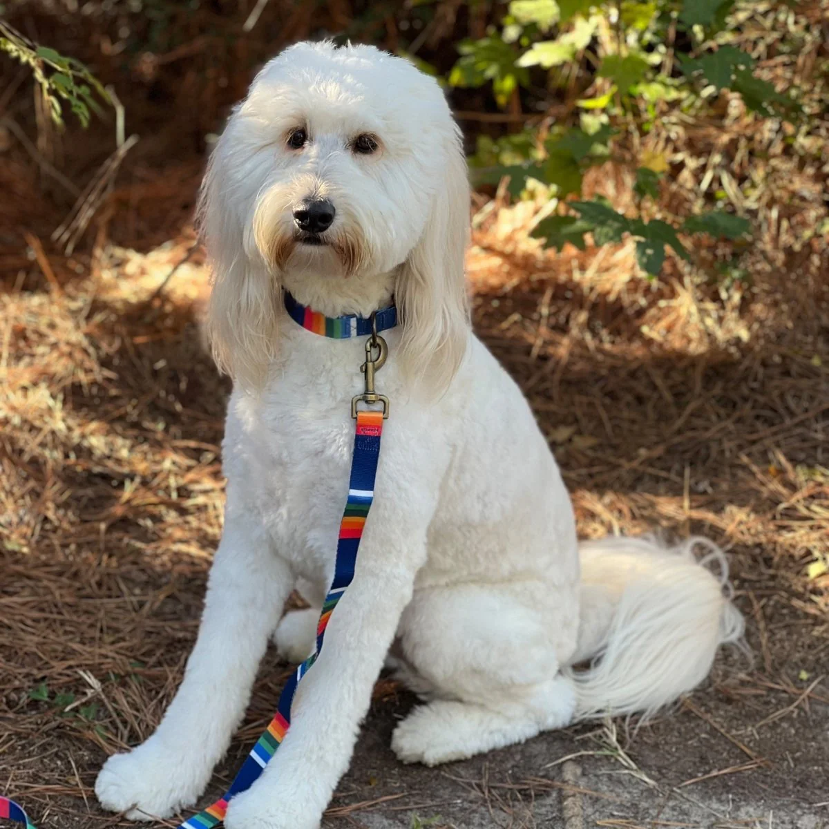 Pendleton National Park Adventure Leash - Available in 8 Vibrant Colors - Image 11