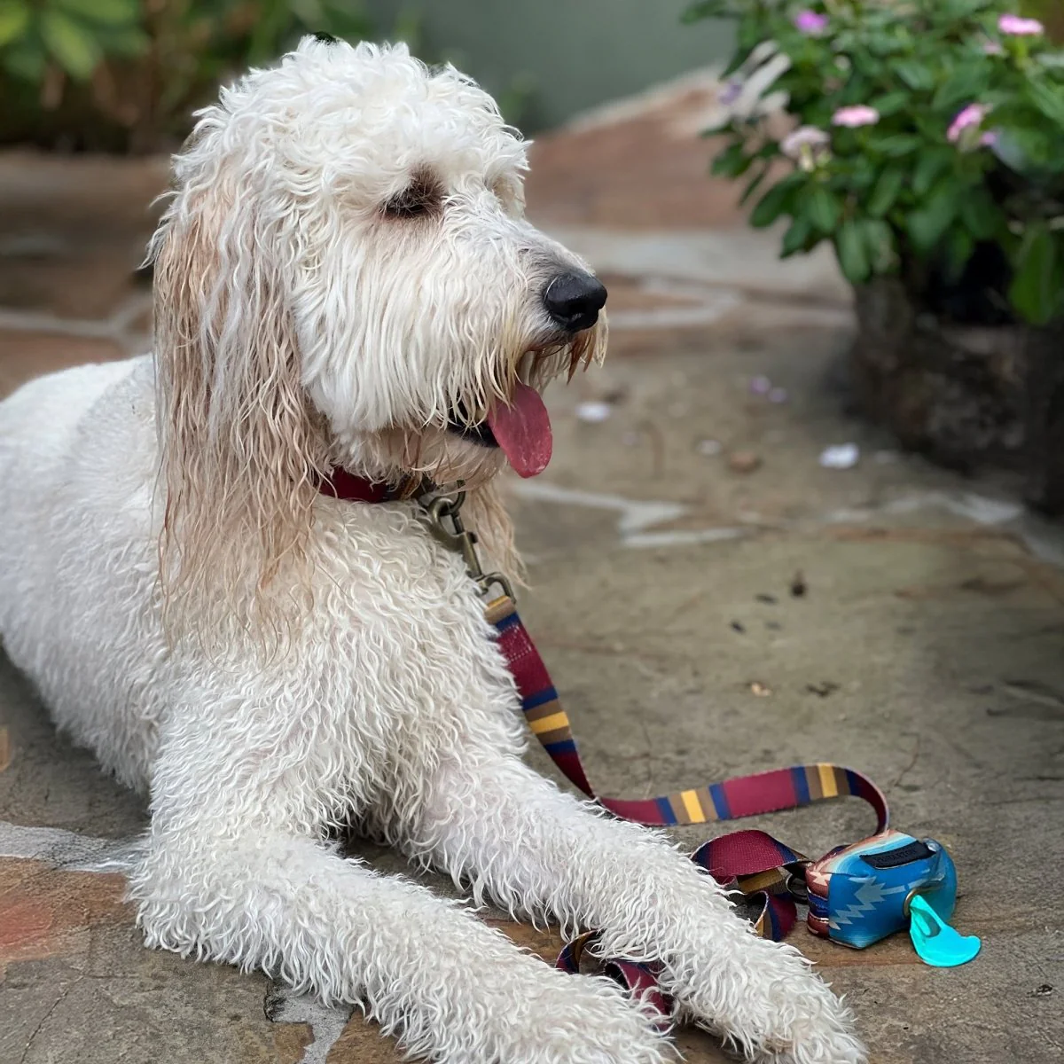 Pendleton National Park Adventure Leash - Available in 8 Vibrant Colors - Image 10
