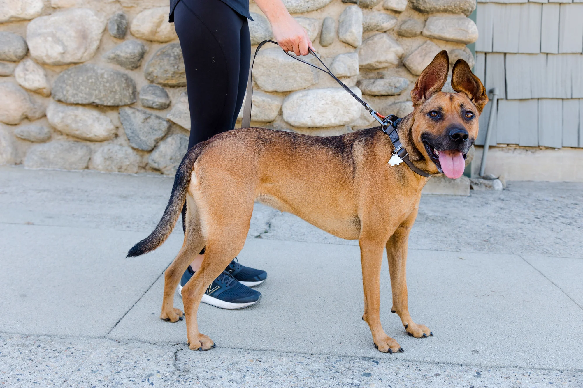 Sleepypod Power Leash: The Ultimate Hands-Free Dog Leash for Active Pet Owners