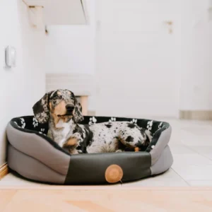 Tickless Home Protection: Chemical-Free Tick and Flea Repellent for Homes