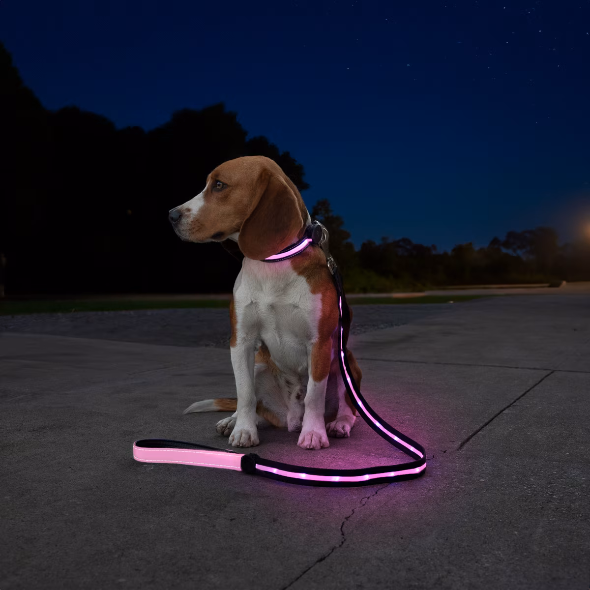 Sherry Kline LED Dog Collar - Image 3