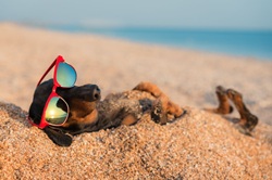 Dog sunbathing on a sandy beach, wearing red sunglasses with the ocean in the background.