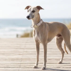 Greyhound standing on a wooden boardwalk near the beach, wearing a beige collar and looking to the side.