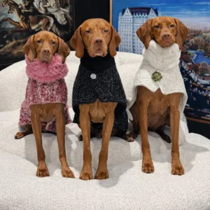 Three brown dogs sit upright on a white couch, each wearing a different festive cape (pink fluffy, black glitter, white) with artwork behind them on the wall.