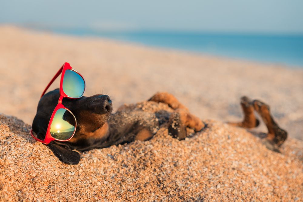 Dog lying in beach sand with red sunglasses resting on its face.