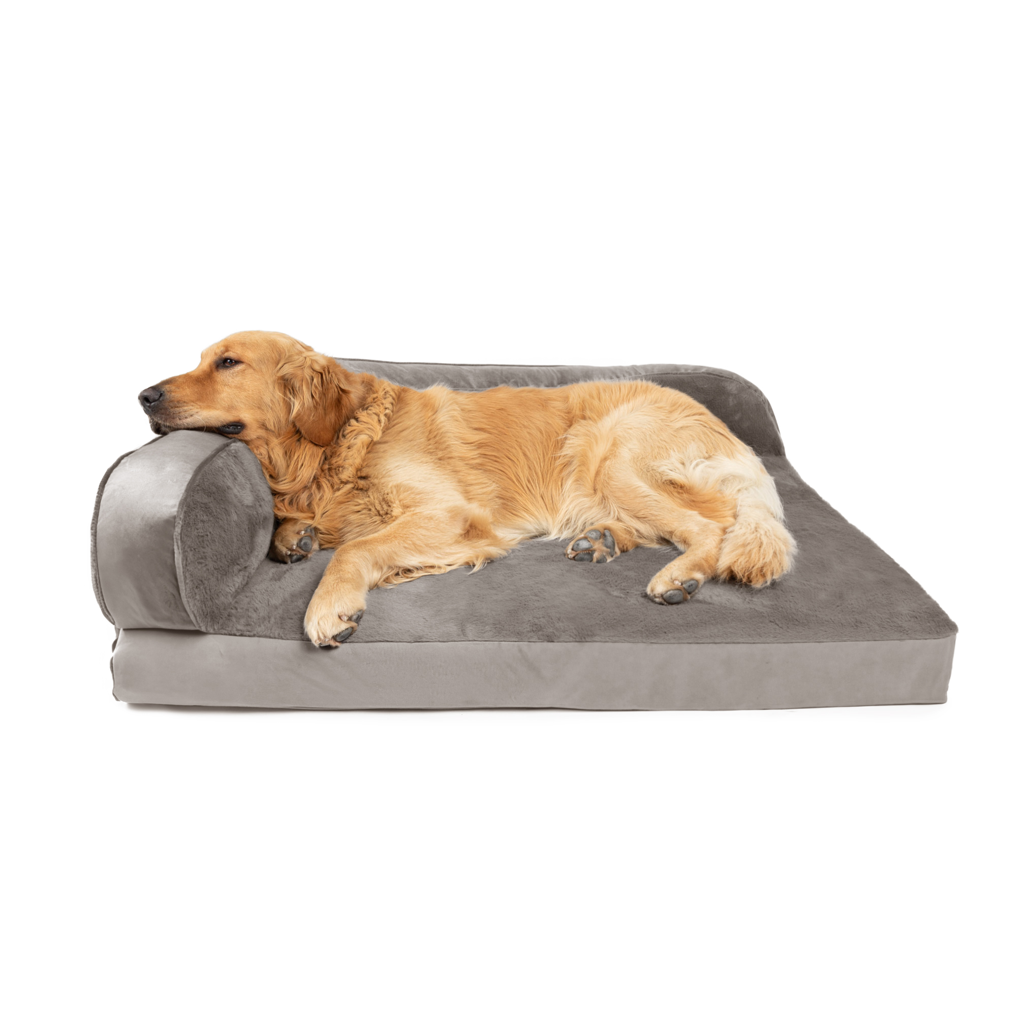 Golden retriever lying on a gray couch against a white background