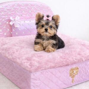 Small Yorkshire terrier puppy sits on a fluffy pink bed with a bow, in a soft pink setting.