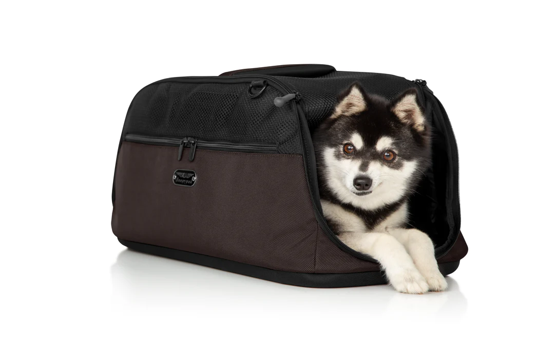 Siberian husky peeking out of a brown and black soft-sided pet carrier.